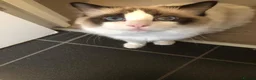Ragdoll cats for sale: Gorgeous Male Ragdoll - TICA REGISTERED in London - Advert 1