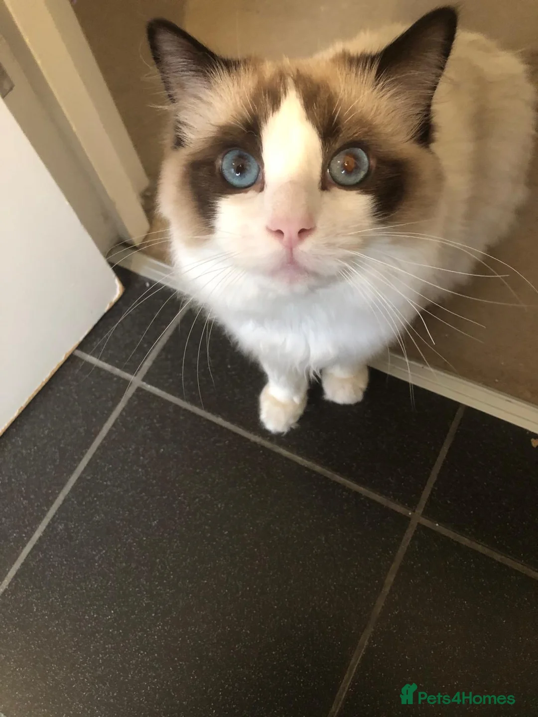 Ragdoll cats for sale: Gorgeous Male Ragdoll - TICA REGISTERED in London - Advert 1