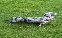 Miniature Dachshund dogs for sale: Miniature Dachshund male puppies  - Image 10