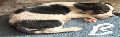 Jack Russell 8