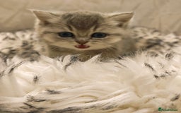 British Shorthair cats for sale: Blue, lilac, chocolate golden girls  - Advert 13