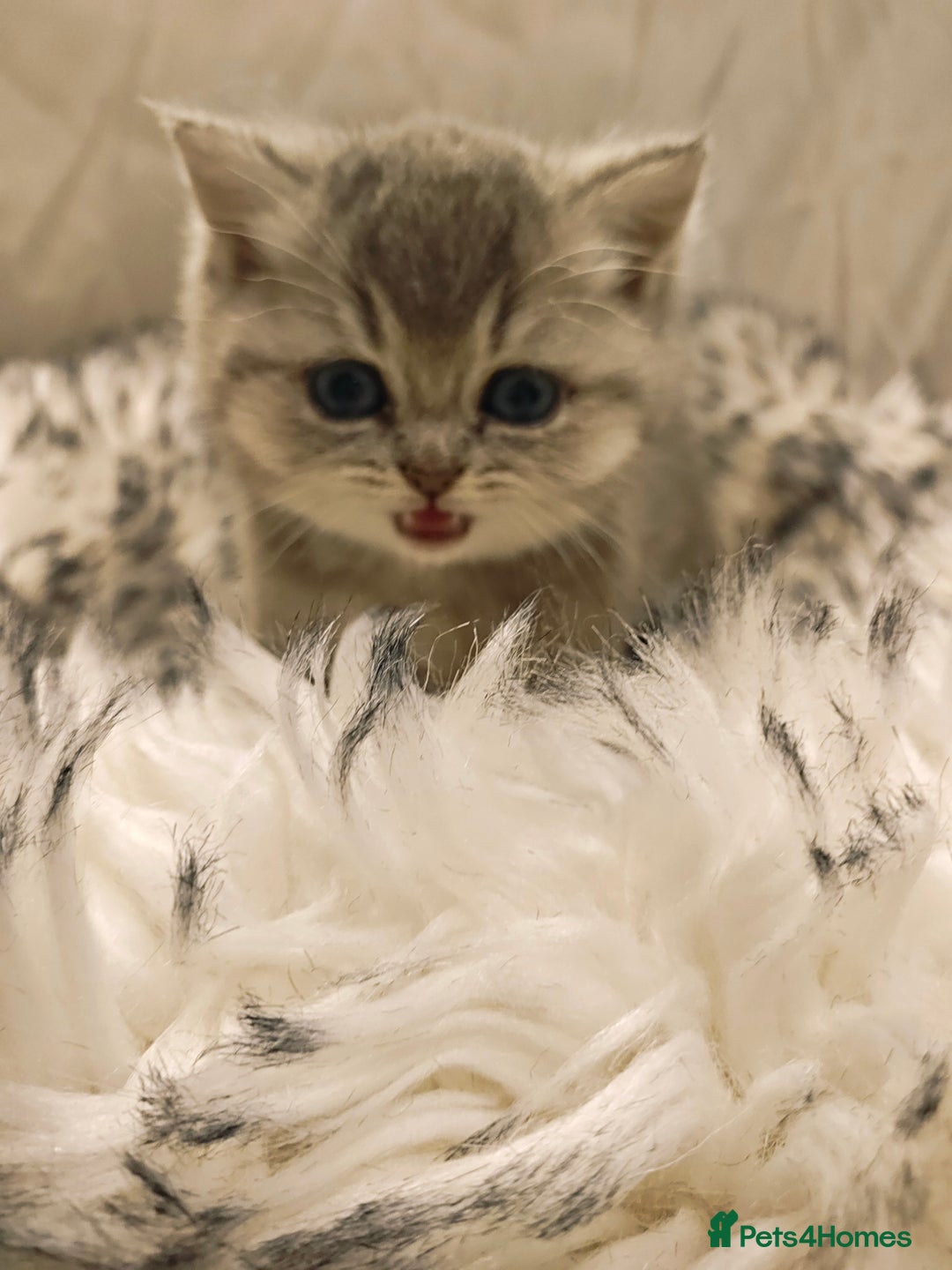 British Shorthair cats for sale: Blue, lilac, chocolate golden girls  - Advert 13