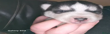 Siberian Husky 7