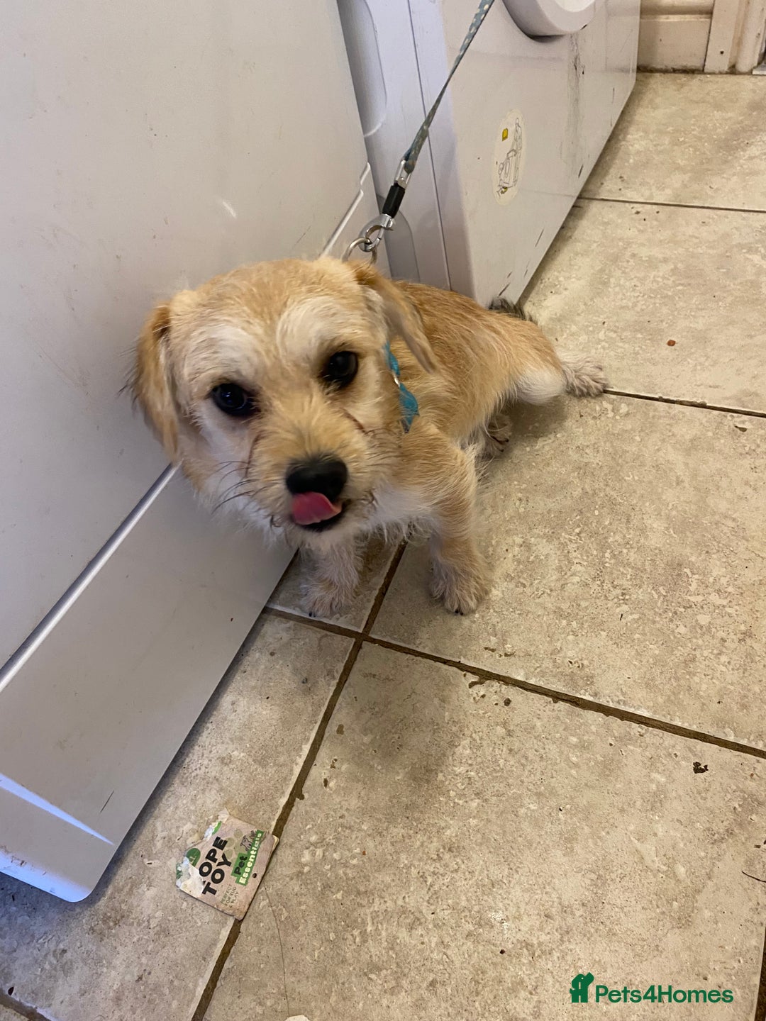 Mixed Breed dogs for sale: 8 month old male small mix breed - Image 3
