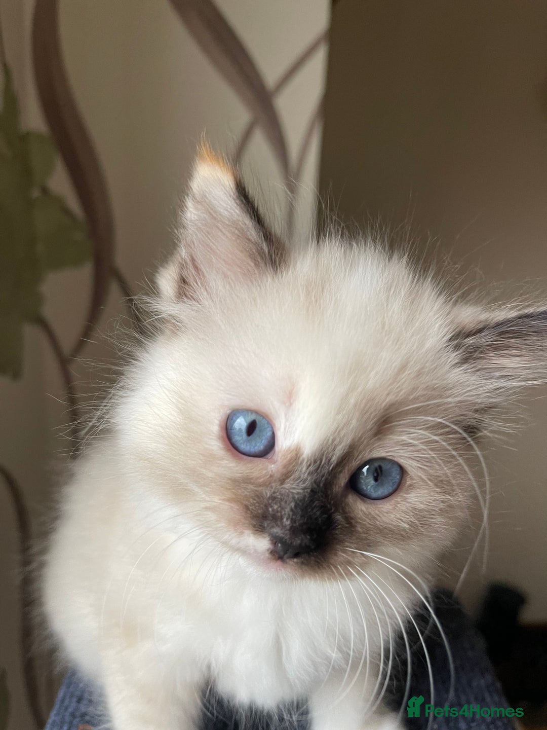 Ragdoll cats for sale: VERY RARE CREAM FLARE BICOLOUR RAGDOLL KITTEN - Image 23