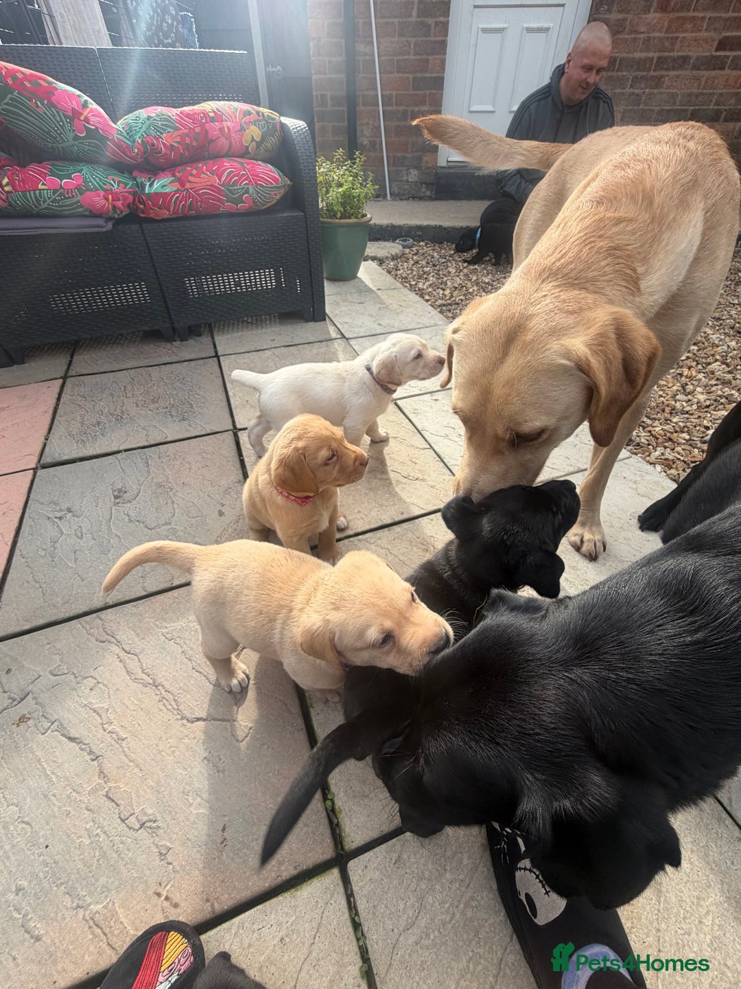 Labrador Retriever dogs for sale: Beautiful labrador - last girl (yellow collar) - Image 22