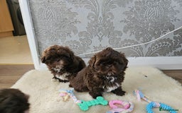 Shih Tzu dogs for sale: SHIH tzu puppies 🐶 outstanding - Image 11