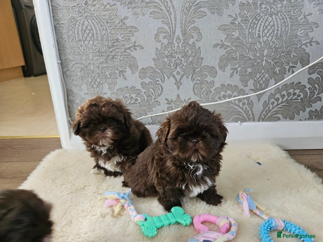 Shih Tzu dogs for sale: SHIH tzu puppies 🐶 outstanding - Image 11