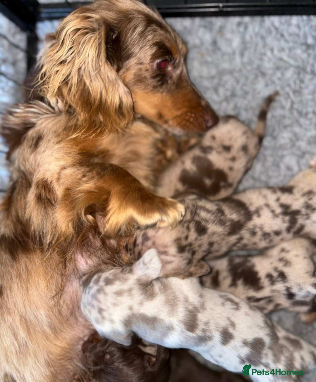 Miniature Dachshund dogs for sale: Miniature Dachshund ready to leave now - Image 5