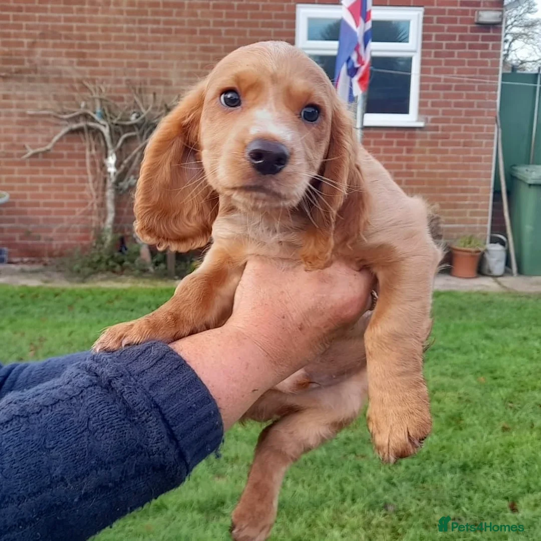 Cocker Spaniel dogs for sale: Working Cocker Spaniel - Advert 7