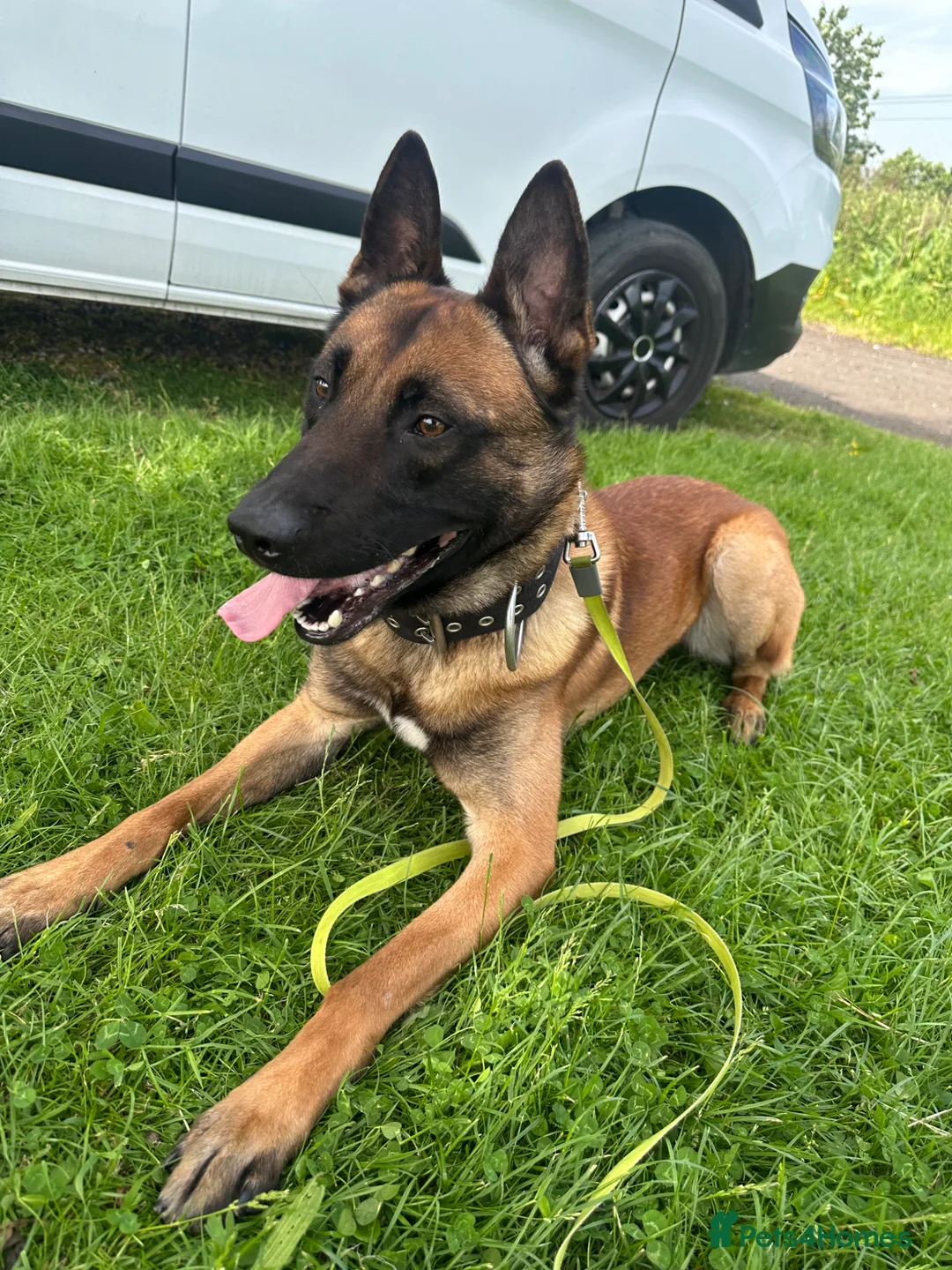 Belgian Shepherd Dog dogs for sale: Gunner 18 month old Belgian Malinois  - Advert 2