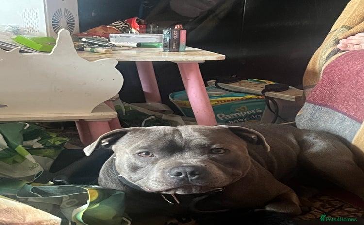 Staffordshire Bull Terrier dogs - Advert 1