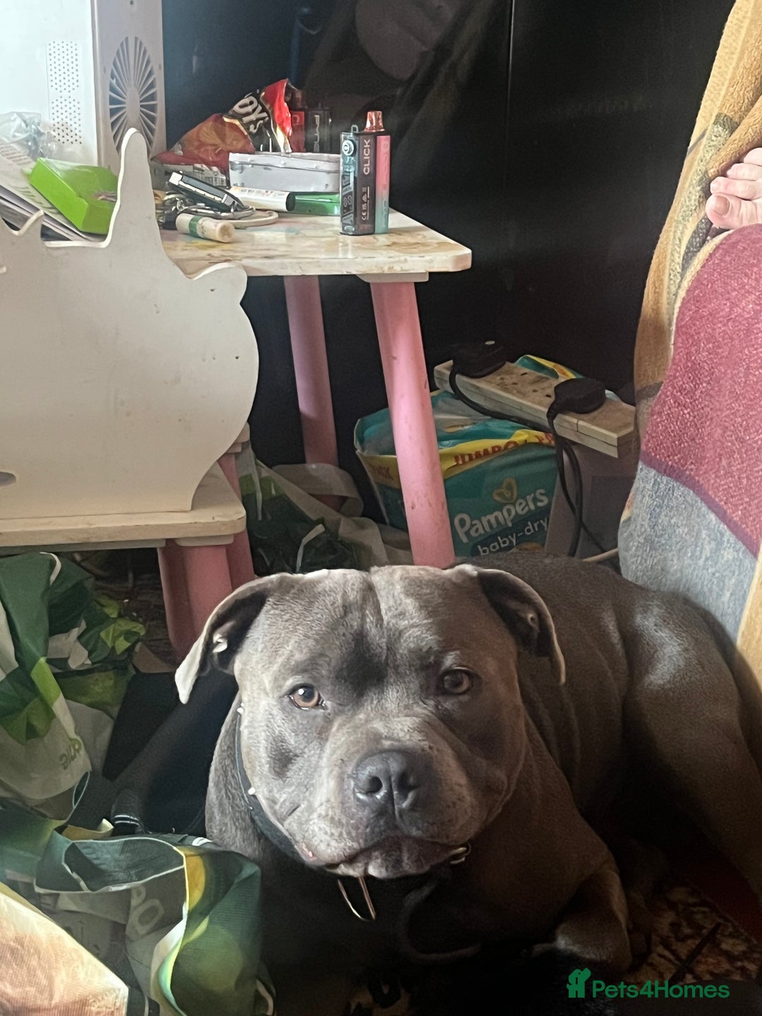 Staffordshire Bull Terrier dogs for stud: Blue staffy for stud - Image 1