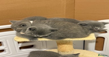 British Shorthair cats - Advert 4