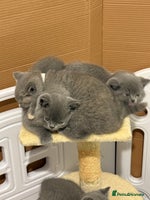 British Shorthair cats - Advert 4