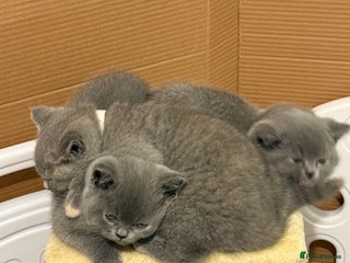 British Shorthair cats - Advert 3