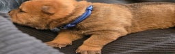 Mixed Breed dogs for sale: Chow Pei puppies - Advert 10