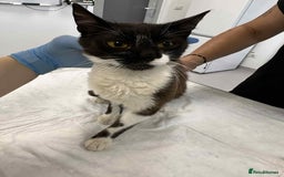 Mixed Breed cats for adoption: Jacob for adoption - Image 5