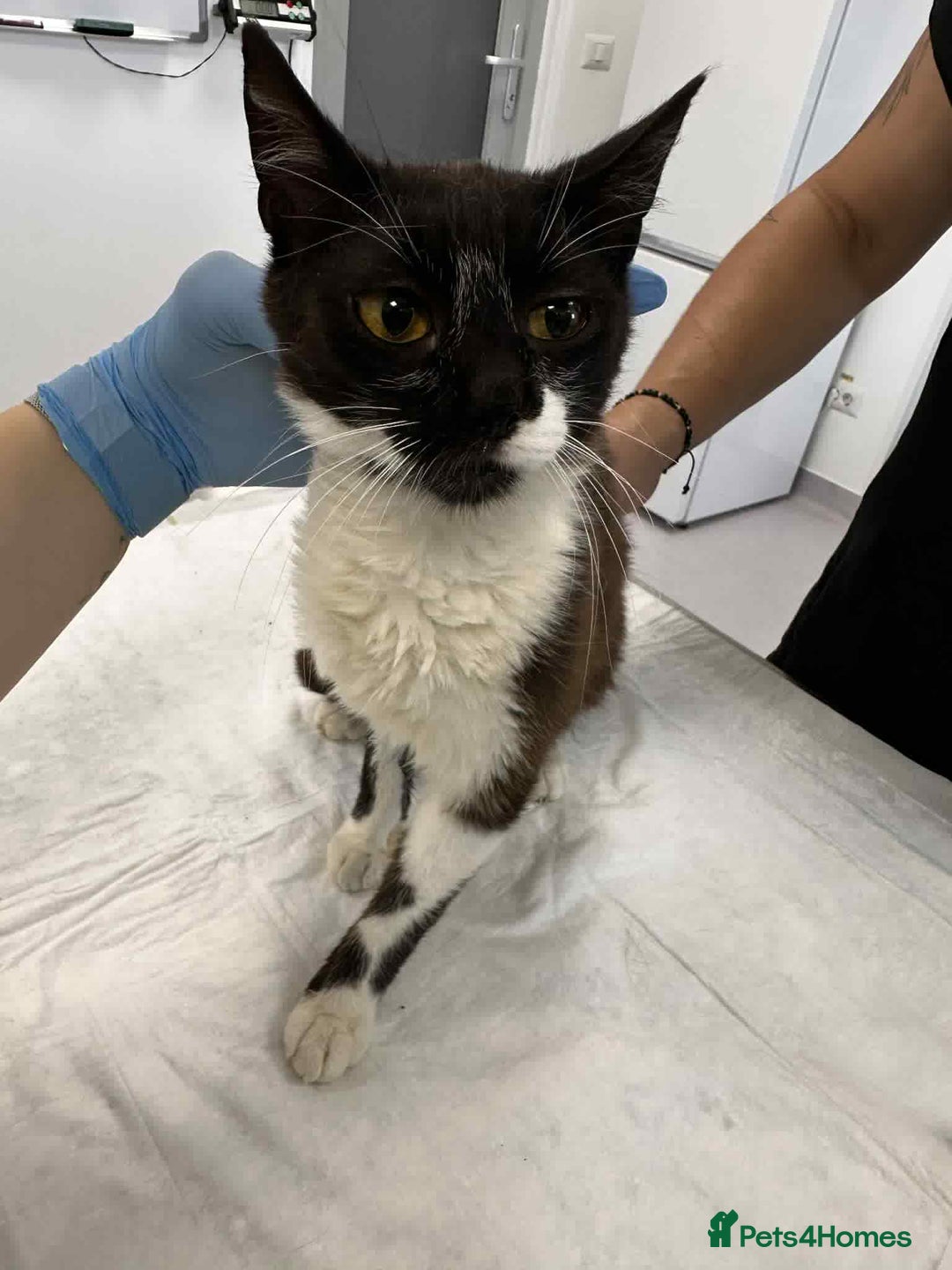 Mixed Breed cats for adoption: Jacob for adoption - Image 5