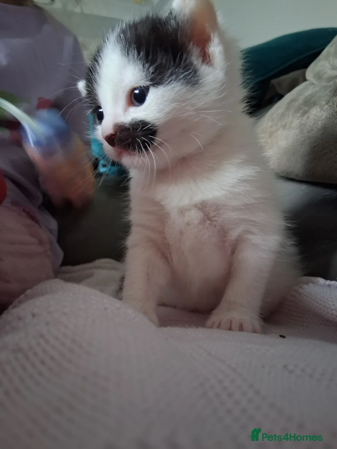 Domestic Shorthair cats for sale: Gorgeous domestic shorthair kittens - Advert 2