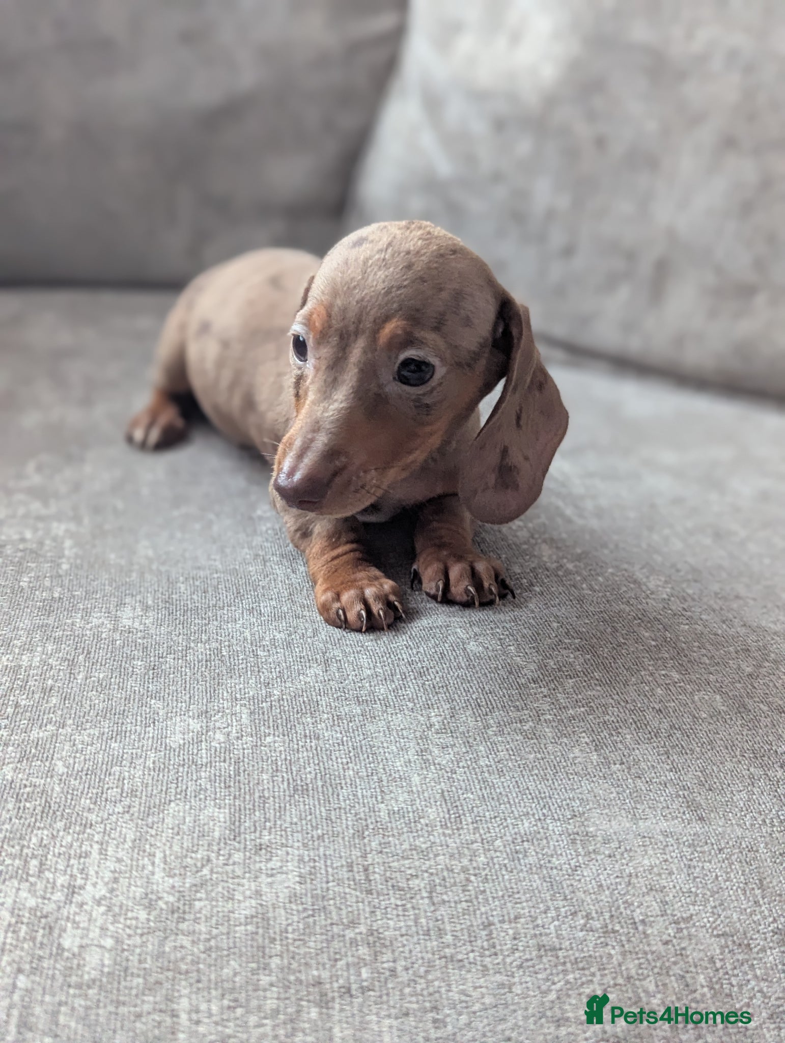 Miniature Dachshund dogs Miniature dachshund puppies  - Advert 1