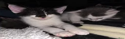 Mixed Breed cats for sale: Maine Coon x Oriental Mix - Advert 4