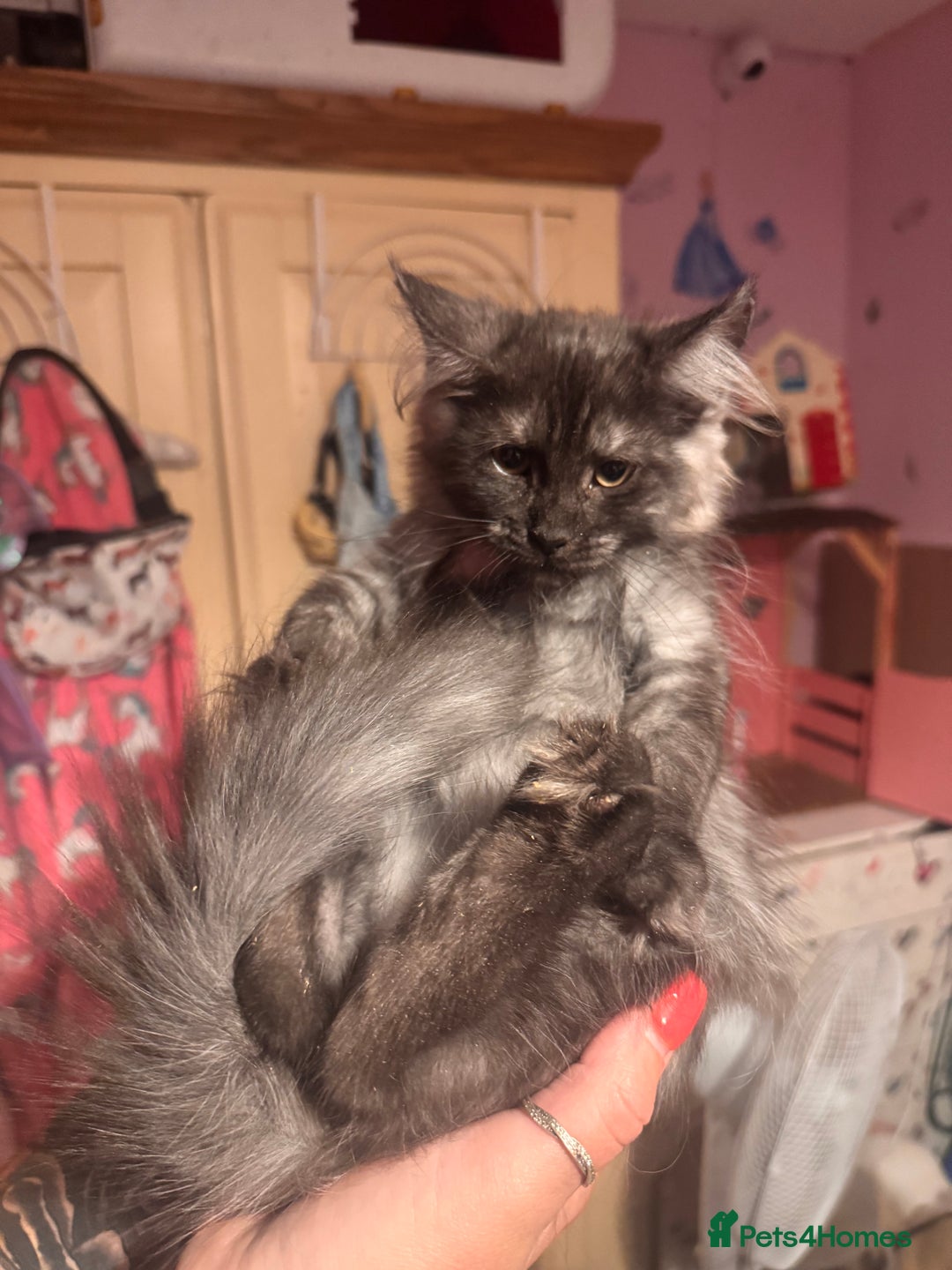 Maine Coon cats for sale: Last 2 girls remaining  in Ilminster - Image 1