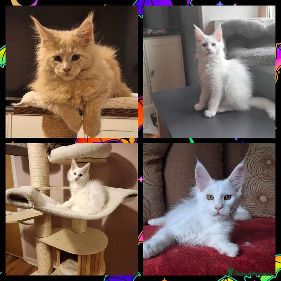 Maine Coon cats for sale: One left! MaineCoonKittens–GCCF/Pedigree - Advert 2