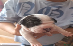 Mixed Breed dogs for sale: Sharpie cross staff  - Image 4