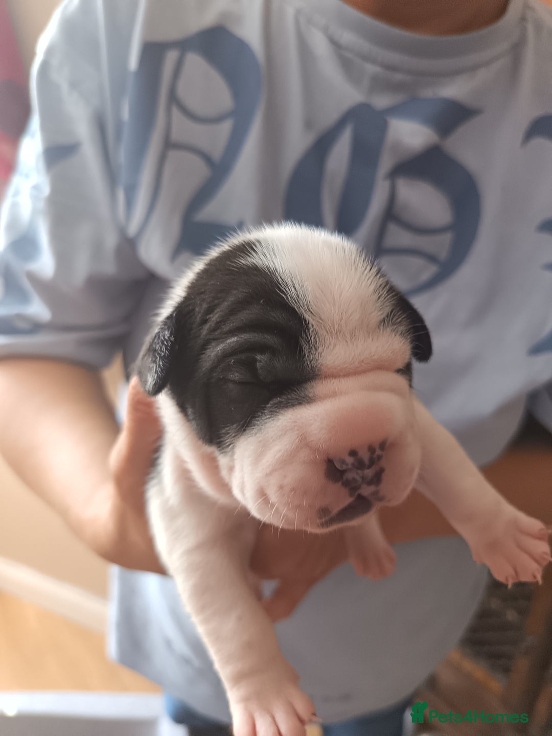 Mixed Breed dogs for sale: Sharpie cross staff  - Image 4