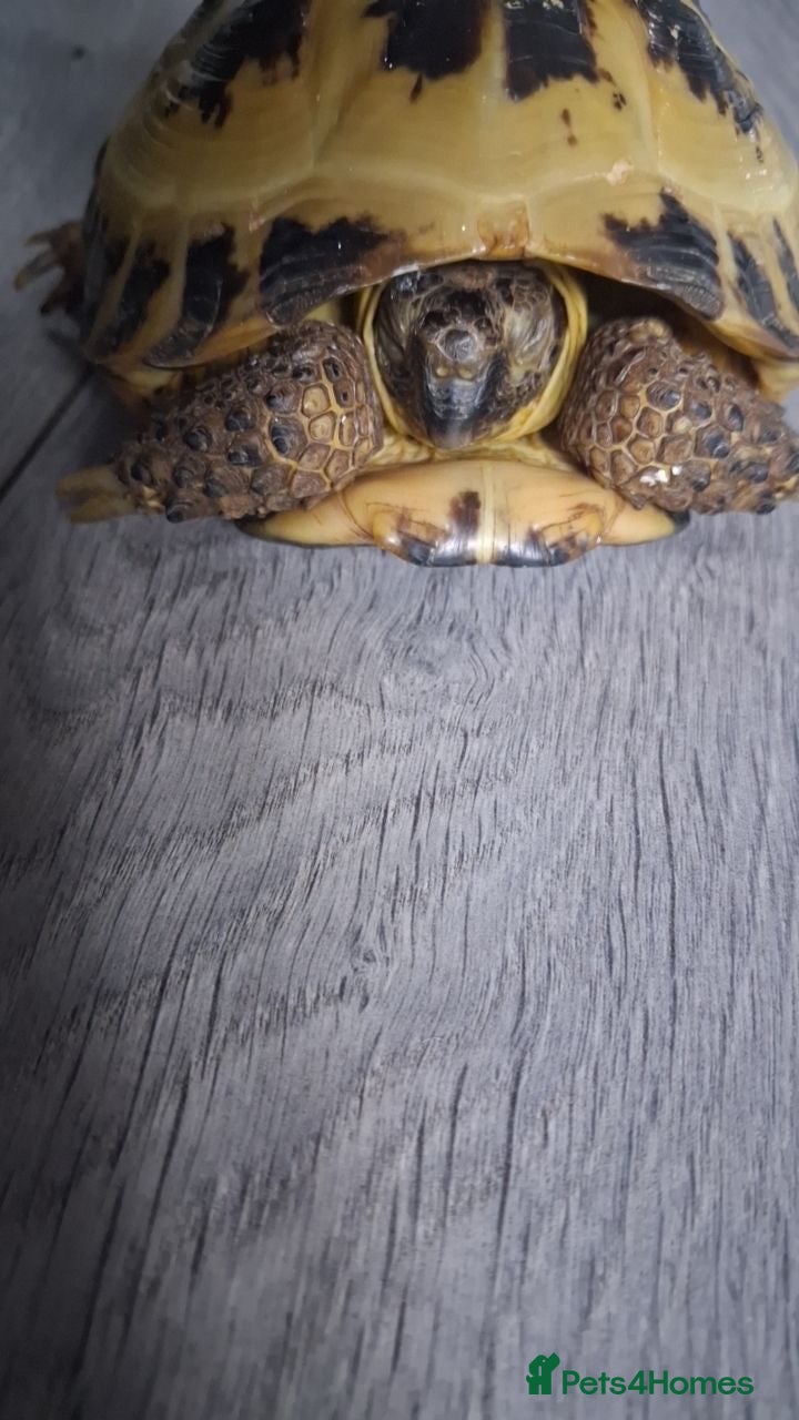Tortoise reptiles Turtle  - Advert 3