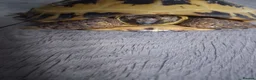 Tortoise reptiles for sale: Turtle  in Crewe - Advert 1