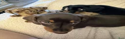 Miniature Dachshund dogs for sale: Lovely Miniature Dachshund Puppies  in Ipswich - Advert 5