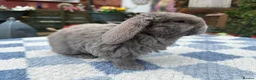 Mini Lop rabbits for sale: Two litter for sale  - Advert 2