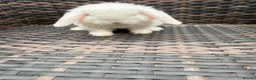 Mini Lop rabbits for sale: Mini lop baby’s for sale - Advert 3