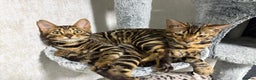Bengal cats for sale: - Brown & Silver Bengals—Experienced Homes Only - Advert 29