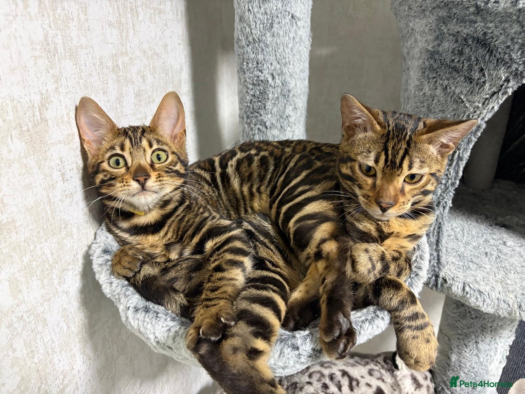 Bengal cats for sale: - Brown & Silver Bengals—Experienced Homes Only - Advert 29