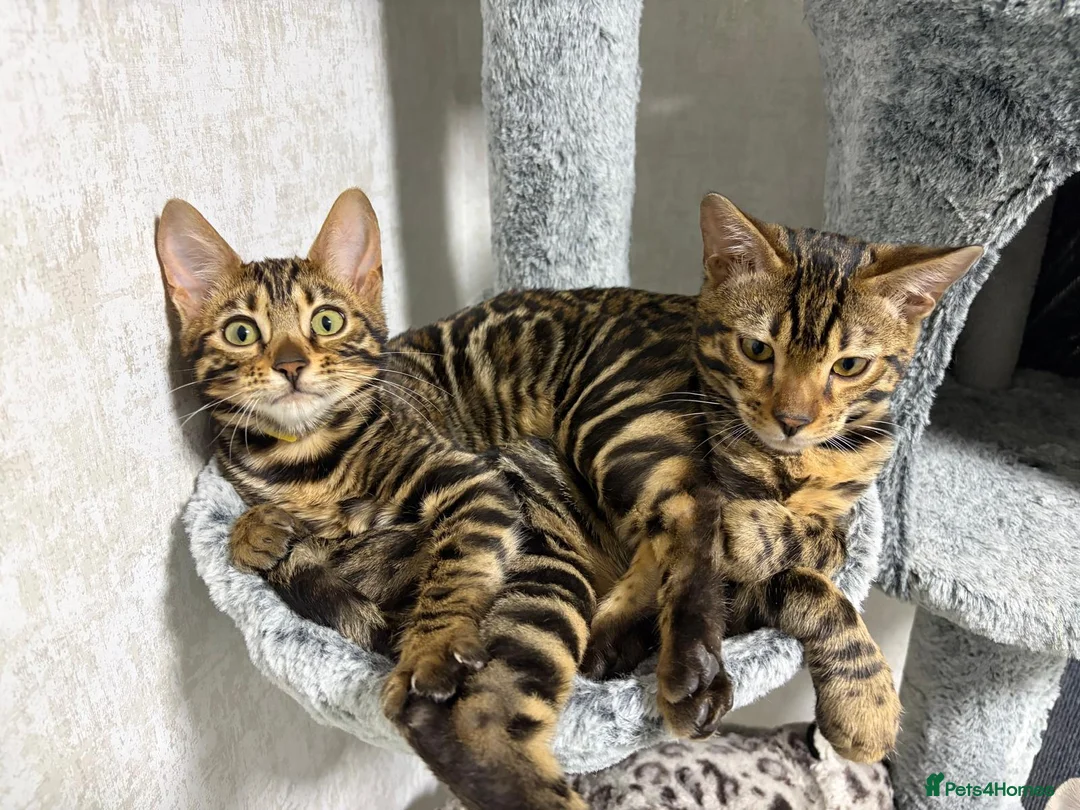 Bengal cats for sale: - Brown & Silver Bengals—Experienced Homes Only - Advert 29