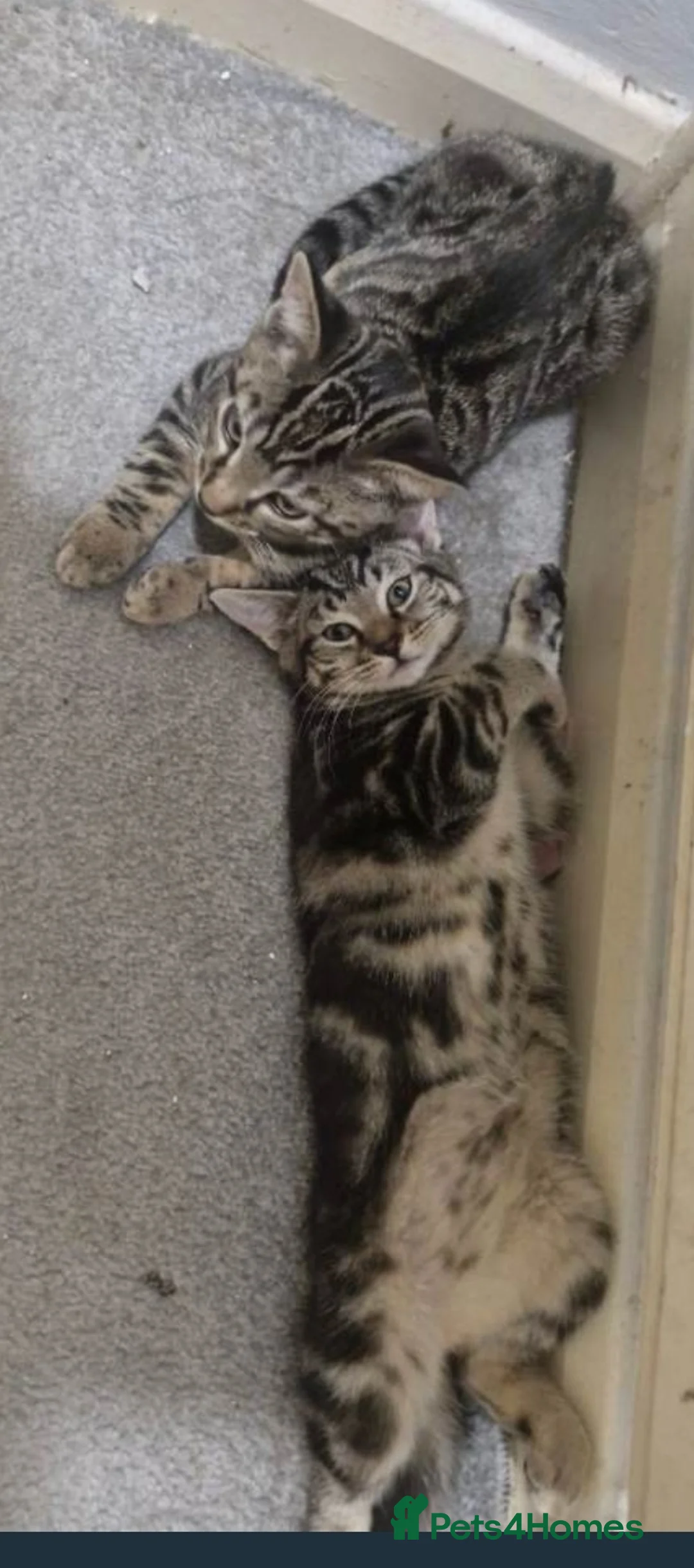 Mixed Breed cats for sale: Tabby kittens  - Advert 2