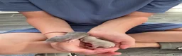 Rat rodents for sale: Stunning litter of Dumbo rats. - Advert 1