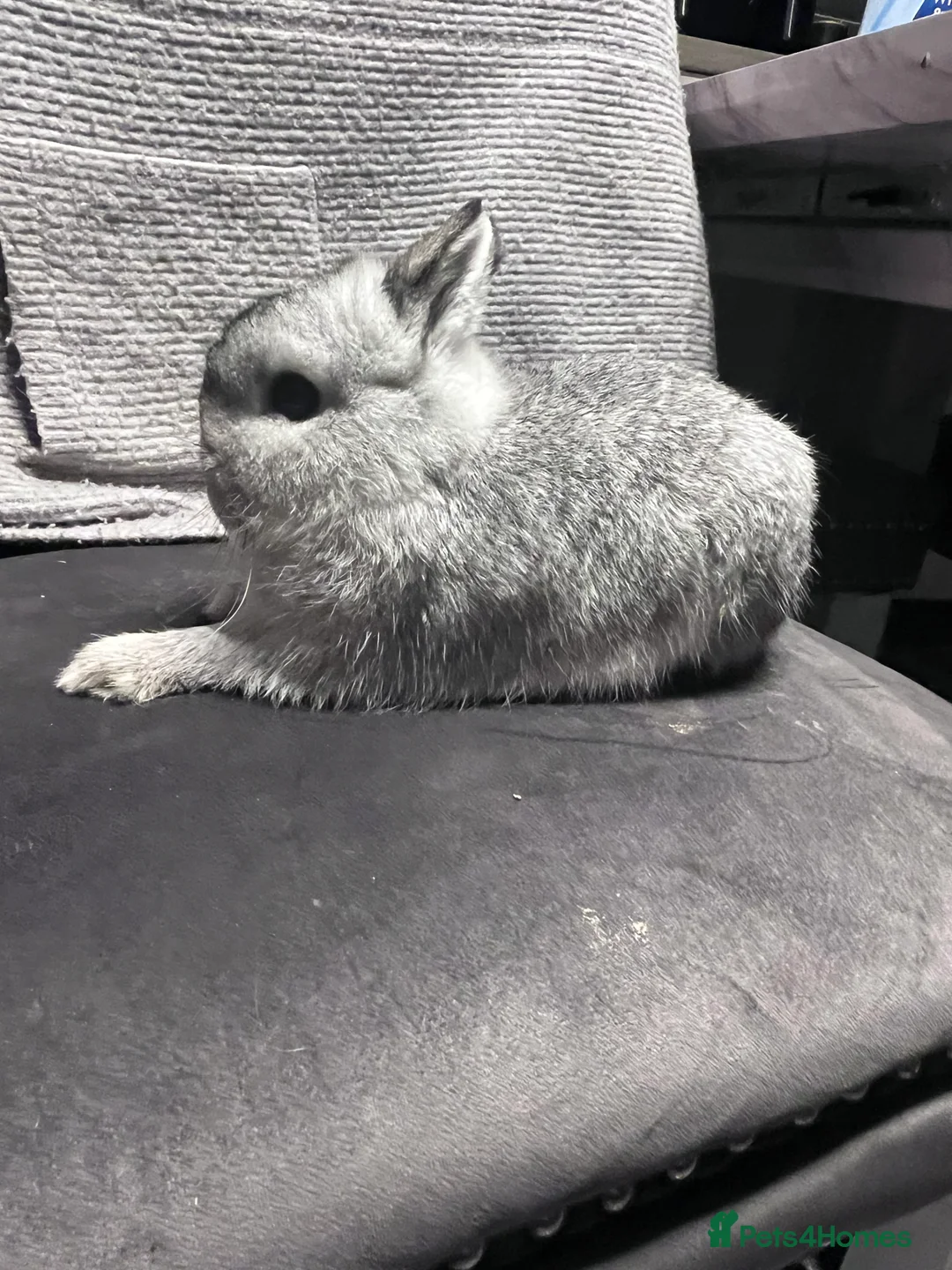 Netherland Dwarf rabbits for sale: Chinchilla Newlands dawlf baby - Advert 3