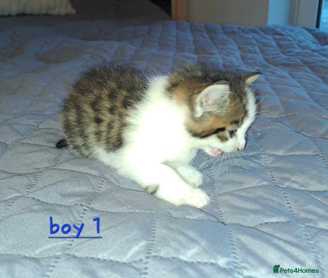 Domestic Shorthair cats for sale: 5 gorgeous kittens for sale  - Advert 33