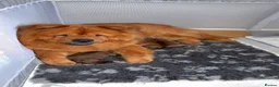 Chow Chow dogs for sale: Beuatuful chow chow puppies for sale  - Advert 8