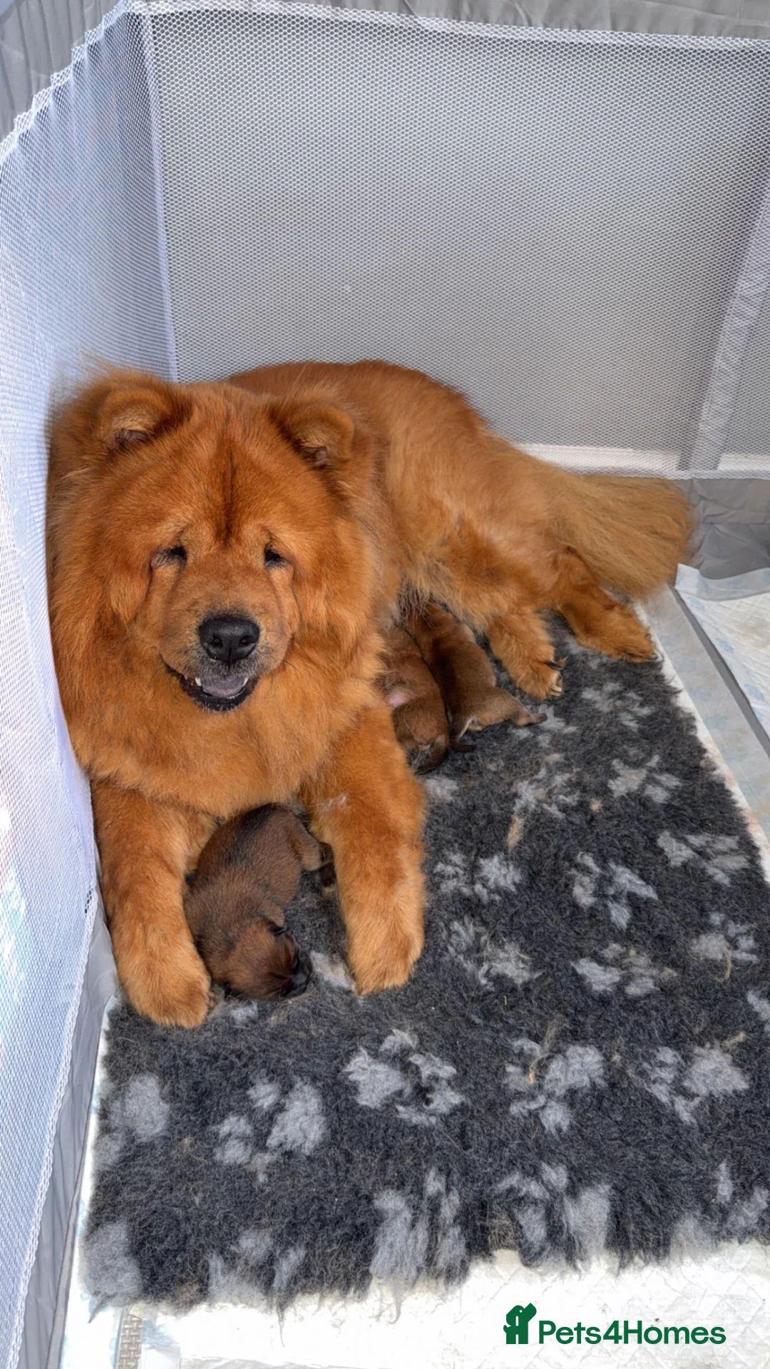 Chow Chow dogs for sale: Beuatuful chow chow puppies for sale  - Advert 8