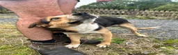 Border Collie dogs for sale: Border Collie 1 year old in Dolgellau - Advert 7