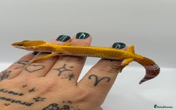 Gecko reptiles for sale: Leopard Gecko with Enclosure - Image 1