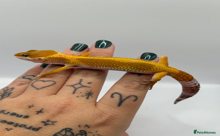 Gecko reptiles - Advert 8