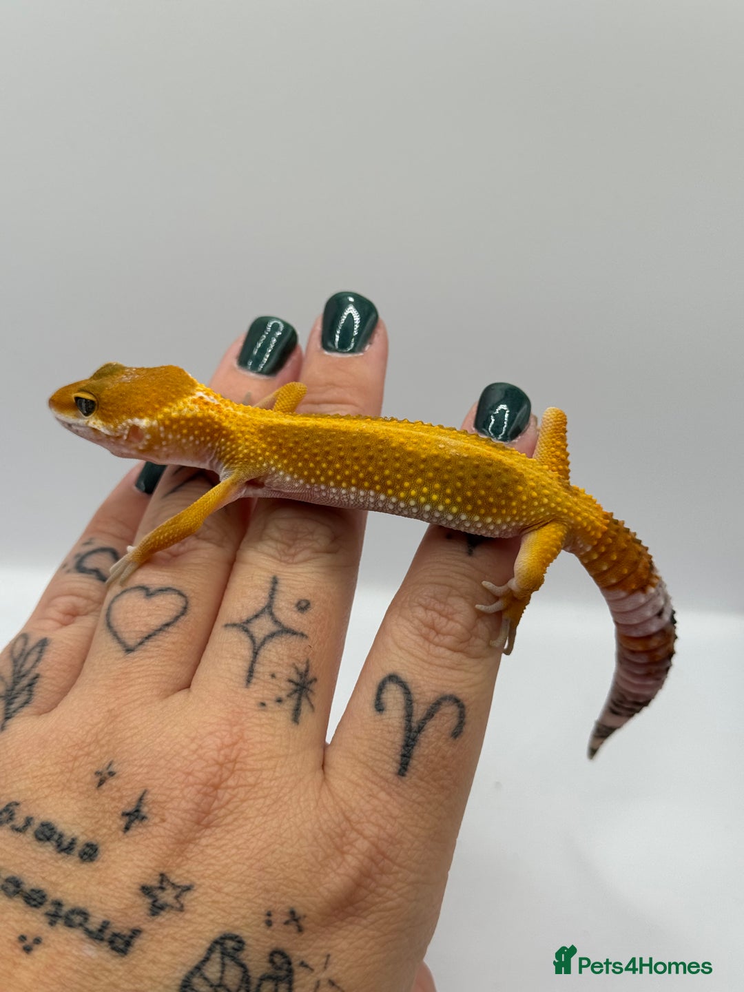 Gecko reptiles for sale: Leopard Gecko with Enclosure - Image 1