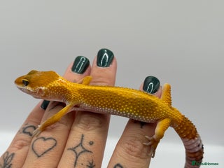 Gecko reptiles - Advert 22