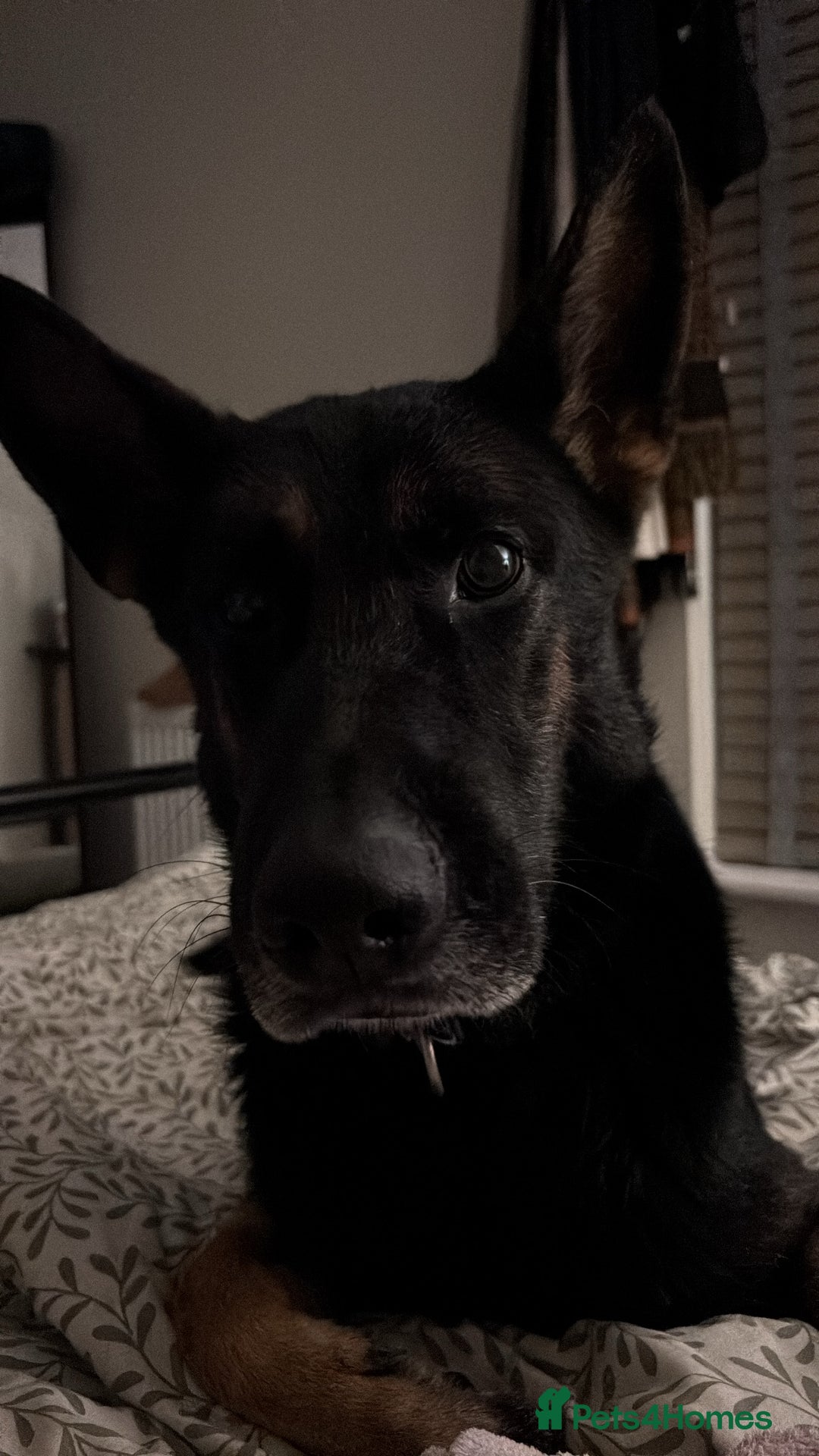 Mixed Breed dogs for sale: Loki - Belgian Malinois x German Shepherd - Intact - Advert 6